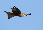 Red Kite