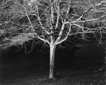American Beech , Greensburg, Pennsylvania 1981