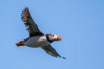 Puffin