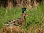 Mallards