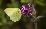 Brimstone.