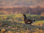 Black Grouse