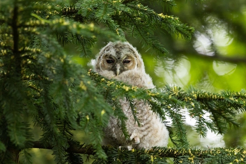 Owls
