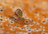 Dicyrtomina saundersi