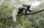 Colobus Monkey