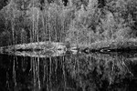 Silver Birch Reflections 01