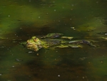 Edible Frog