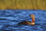 Red-throated Diver on pond, Floi, Iceland