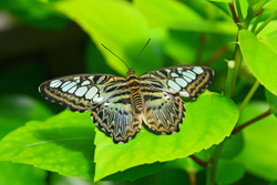 Butterfly Gallery portfolio
