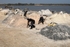 Senegal Lac Rose salt production moving salt for sun drying