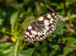 Marbled White