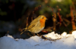 CHRISTMAS ROBINS portfolio