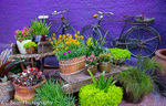 Vibrant scend