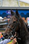 160724-Race 1-Coto De Caza-8295