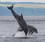 CHANORY DOLPHIN 2026 35