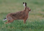 Brown Hare
