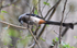 Grey Treepie