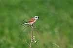 Red-backed Shrike