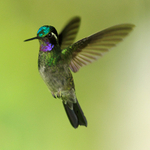 Purple-throated Mountain-gem portfolio