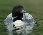 Common Loon, close front view, Minnesota