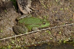 Marsh Frog