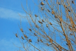 Waxwings