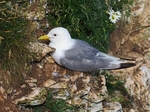 Kittiwake