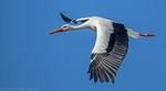 European White Stork