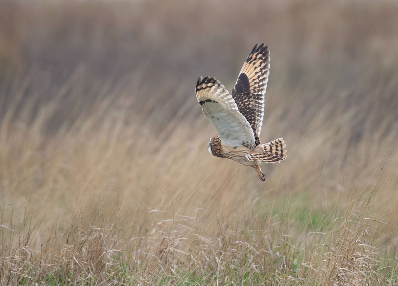 Short Eared Owl