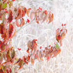 Flowering Dogwood and Frost