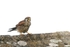 Female Kestrel,County Louth