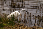 Little Egret - Lackford Lakes