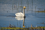 Whooper Swan