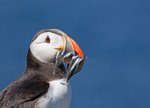Puffin - Fratercula arctica