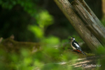 The Busy Parent - Great Spotted Woodpecker 6 of 6