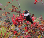 Male Ring Ouzel