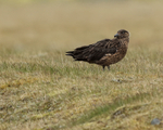 Great Skua, Jokulsarlon, Iceland