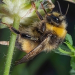 Buff-tailed bumblebee (Bombus terrestris)