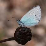Green-underside blue (Glaucopsyche alexis)