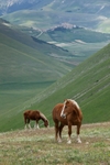 Horses and Castelluccio