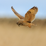 Short-eared Owl hunting, Hawling, Gloucestershire