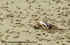 ANG007: Fiddler crab