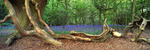 Bluebells, Beverley Westwood