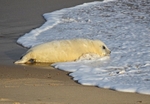 Atlantic Grey Seal