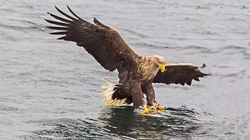 sea-eagle-catching-fish1