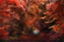 Autumn Trees Landscape Dorset England