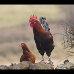 Hen & Rooster