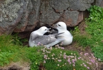 Fulmars