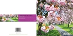 Ref 196 Harrogate Blossom