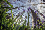 Somerset bluebells